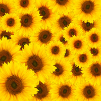 9-piece-canvas-print-a-bouquet-sunflower