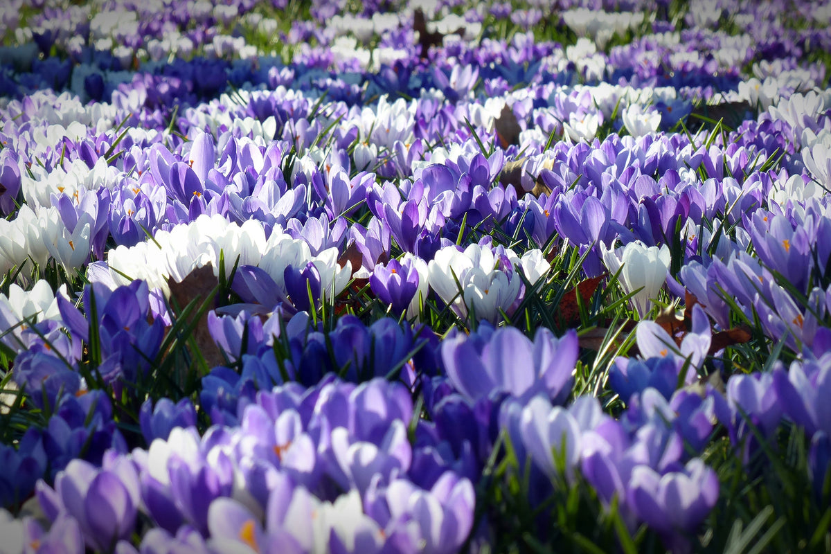 3-piece-canvas-print-a-field-full-of-crocuses