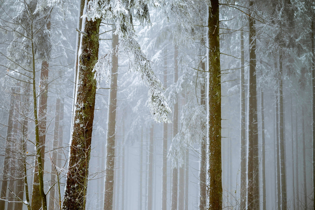modern-3-piece-canvas-print-forest-in-winter
