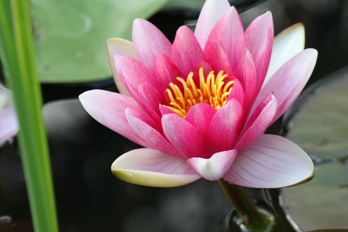 modern-3-piece-canvas-print-the-water-lily-in-pink