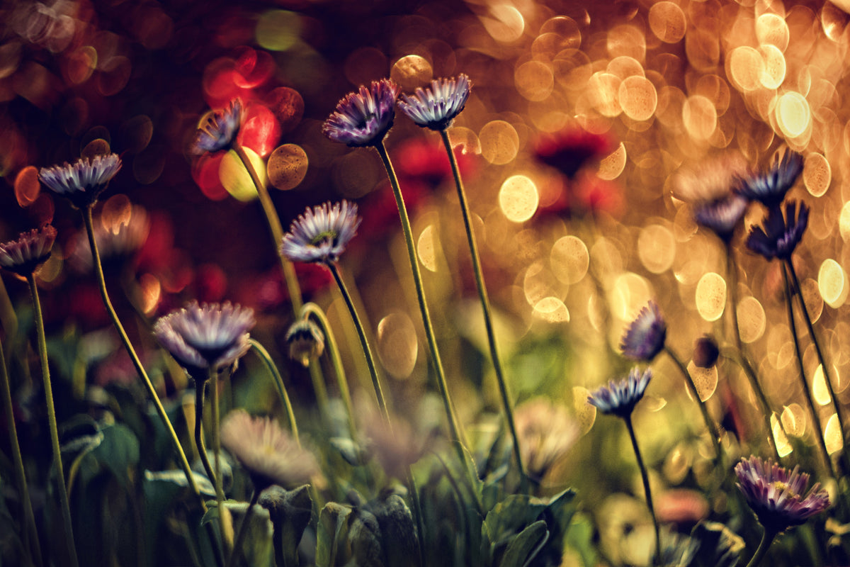 3-piece-aluminium-print-summer-flowers