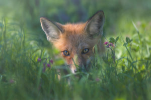 acrylic-print-red-fox-xuf