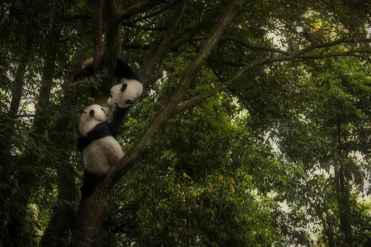 framedposter-print-panda-x
