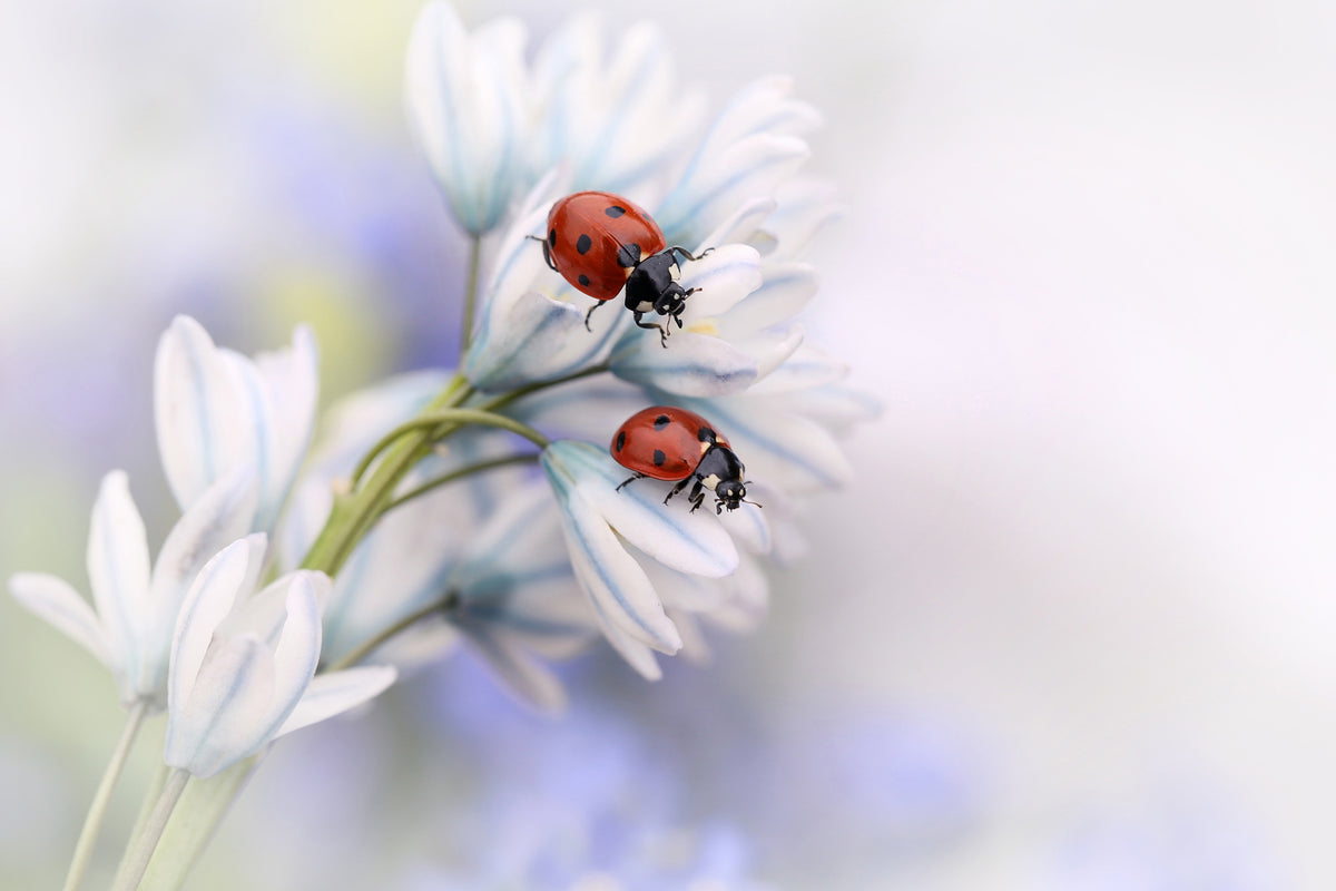 modern-3-piece-aluminium-print-ladybirds