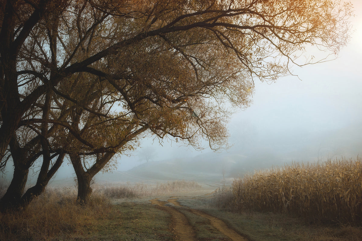 canvas-print-october-morning-x