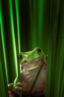 acrylic-print-green-frog