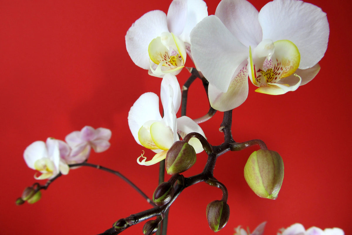 3-piece-acrylic-print-white-orchids-on-red-wall