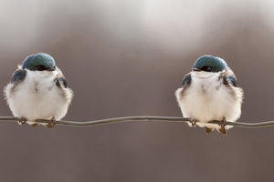 framedposter-print-birds-on-a-wire-x