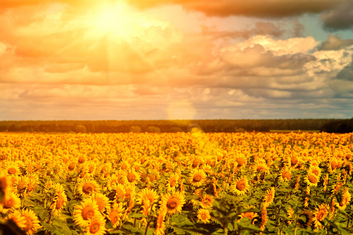 modern-3-piece-aluminium-print-golden-light-sunflower