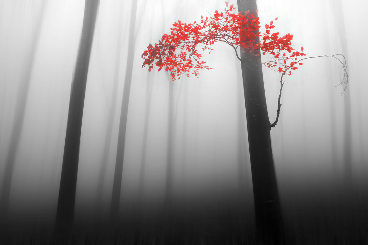 framedcanvas-print-illusion