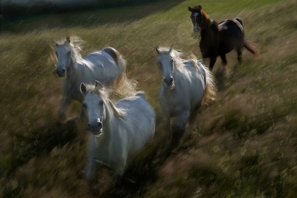 canvas-print-gallop-in-x