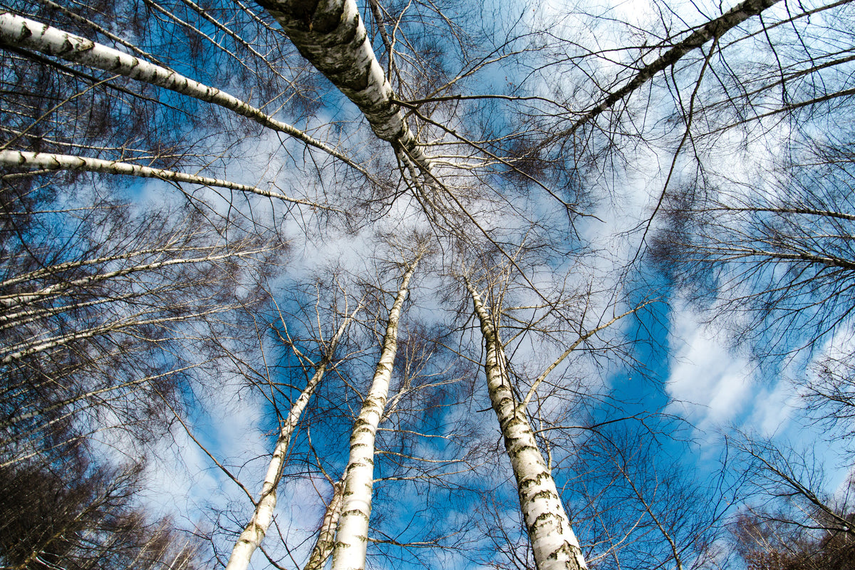 framedcanvas-print-birch-crowns