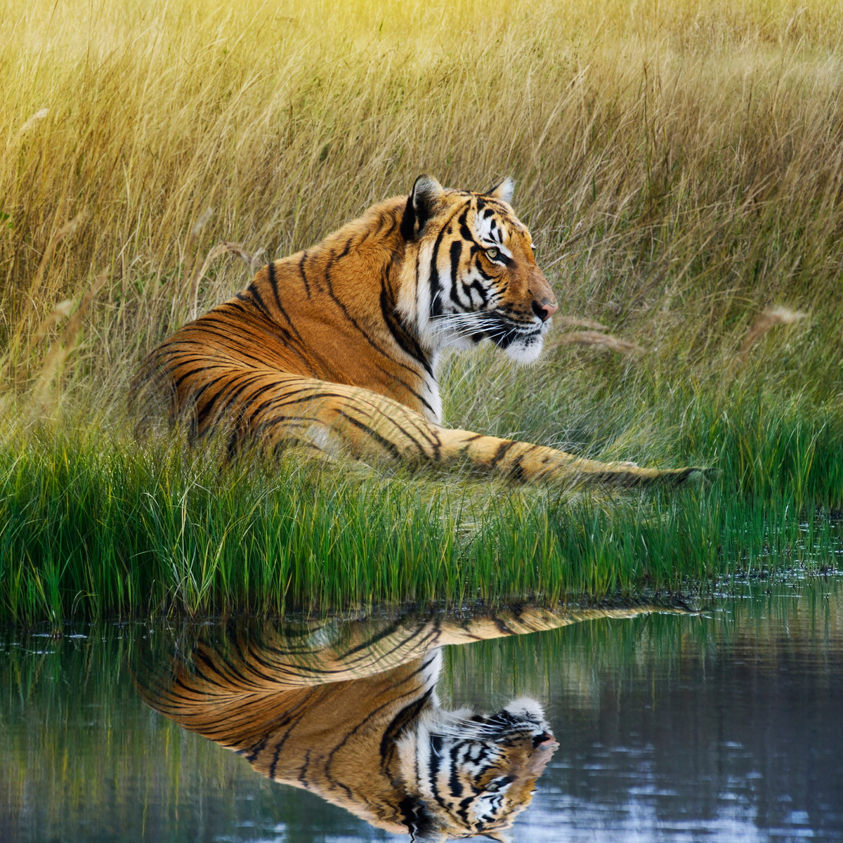 9-piece-acrylic-print-the-tiger