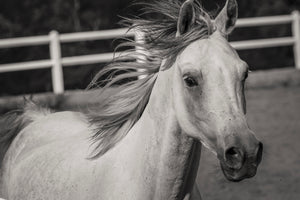 framedposter-print-there-is-a-horse