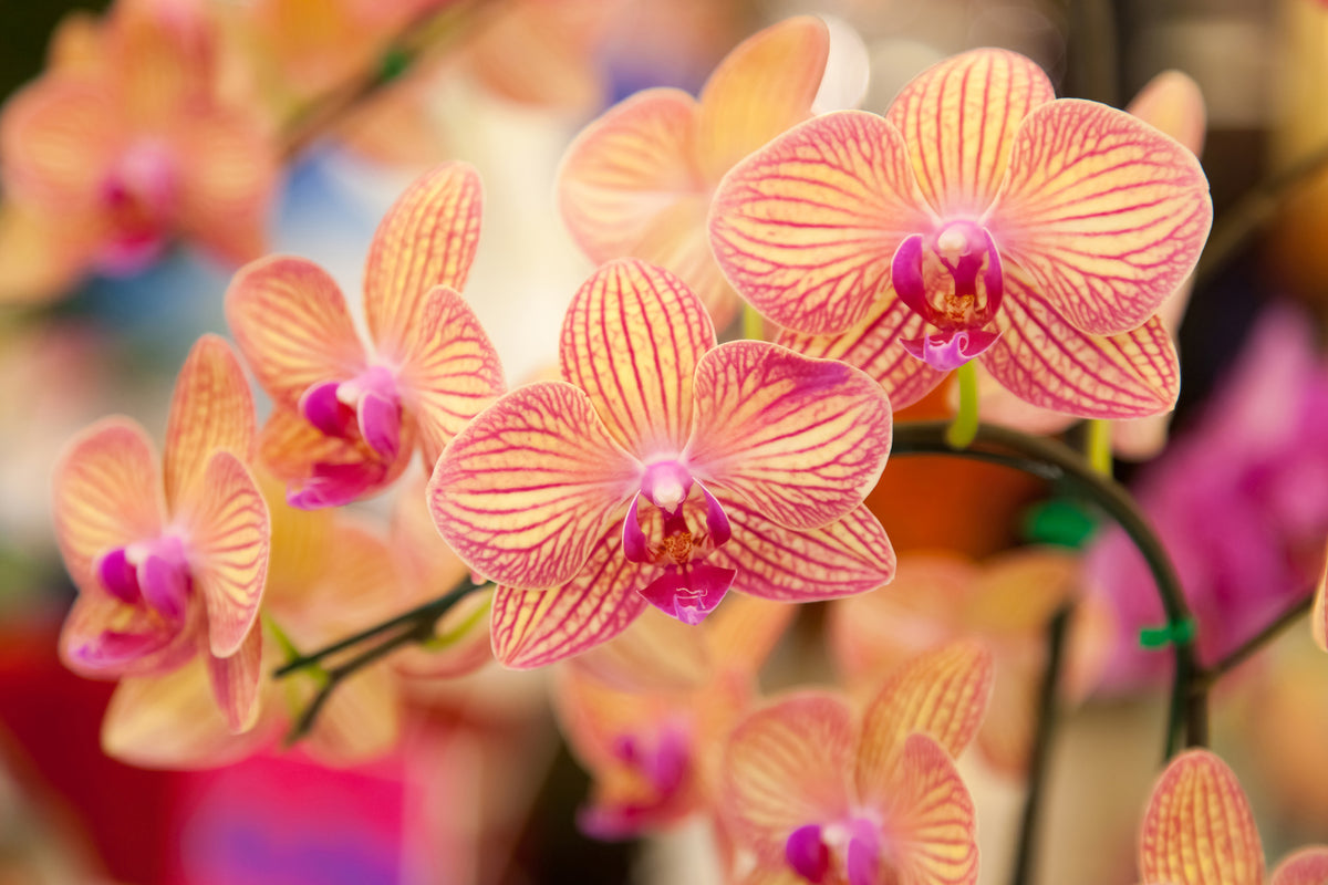 modern-3-piece-canvas-print-exotic-orchids
