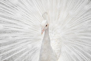 canvas-print-splendid-whitie