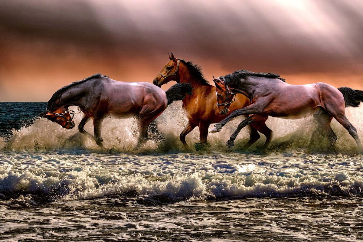 3-piece-acrylic-print-freedom-for-horses