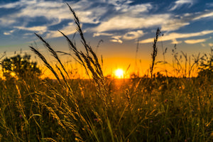 canvas-print-the-sunset-on-the-field