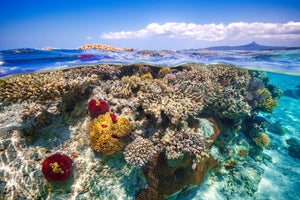 canvas-print-mayotte-the-reef