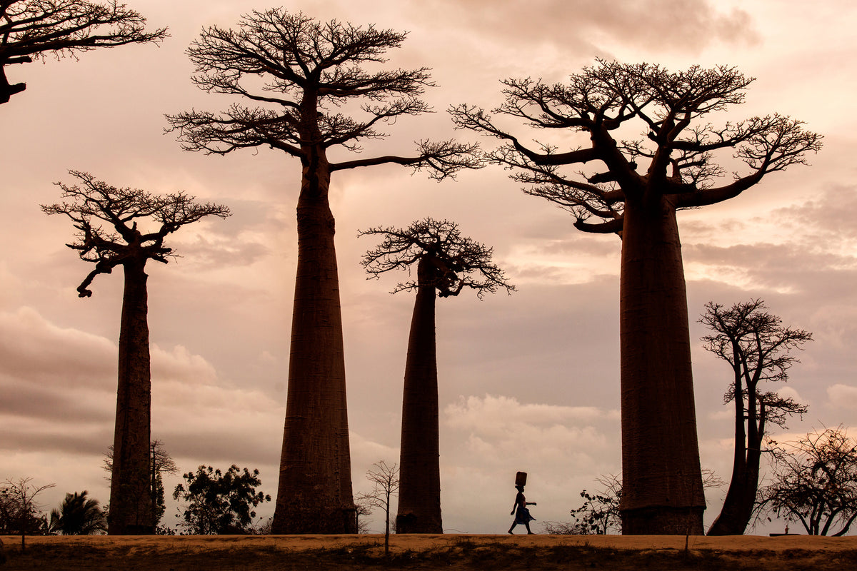aluminium-print-madagascar-x