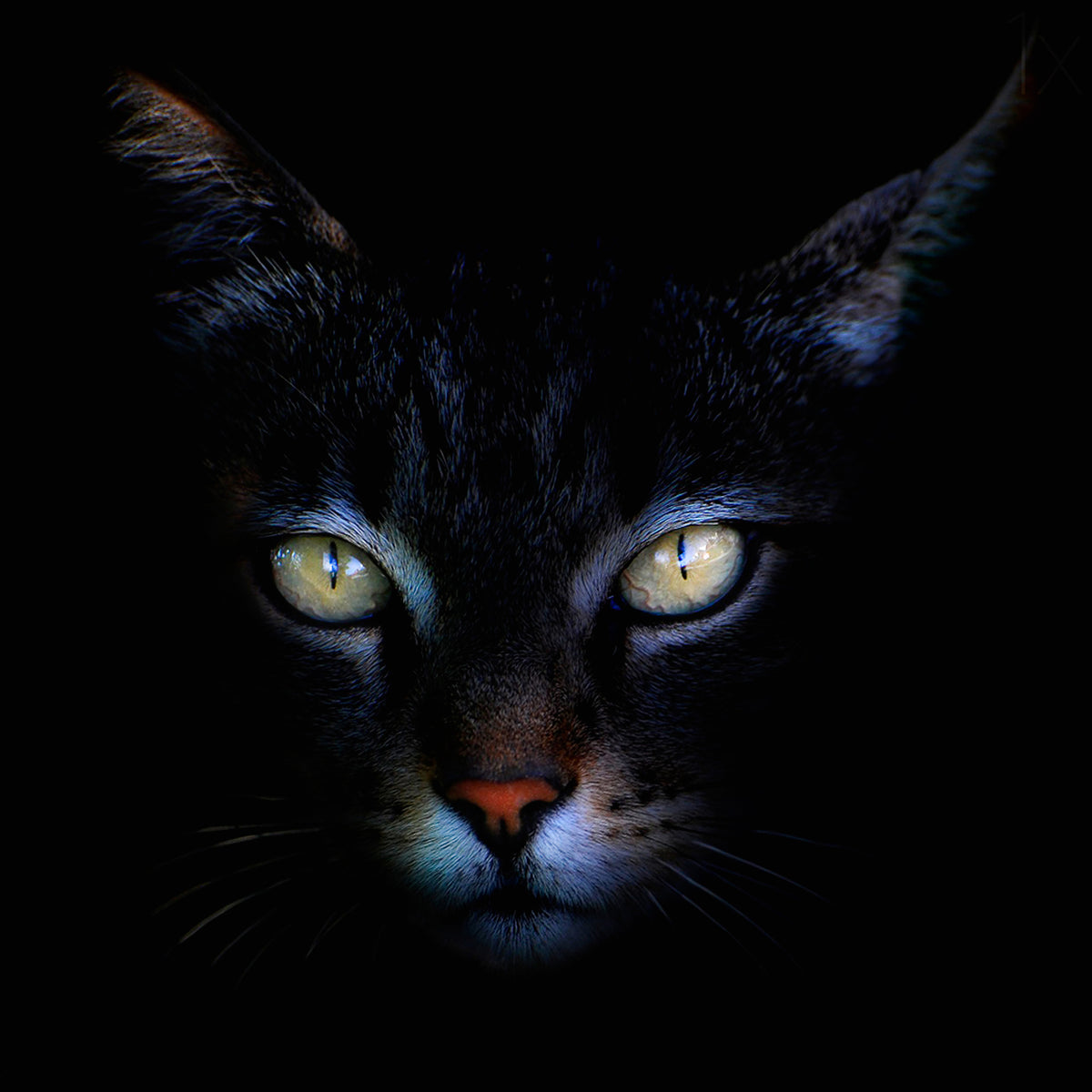 acrylic-print-cat