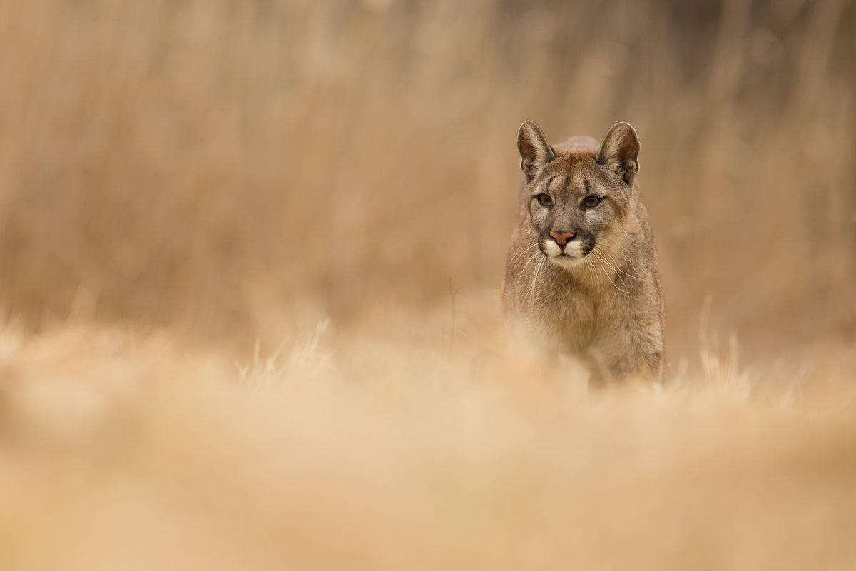 aluminium-print-cougar-x