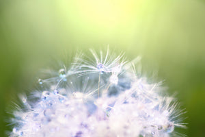 framedposter-print-dandelion-xl-in-morning-dew
