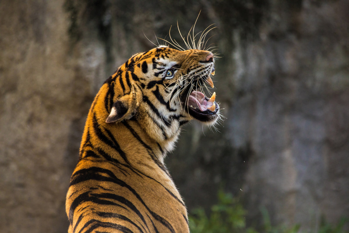 acrylic-print-attention-tiger