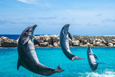 poster-print-3-dolphins