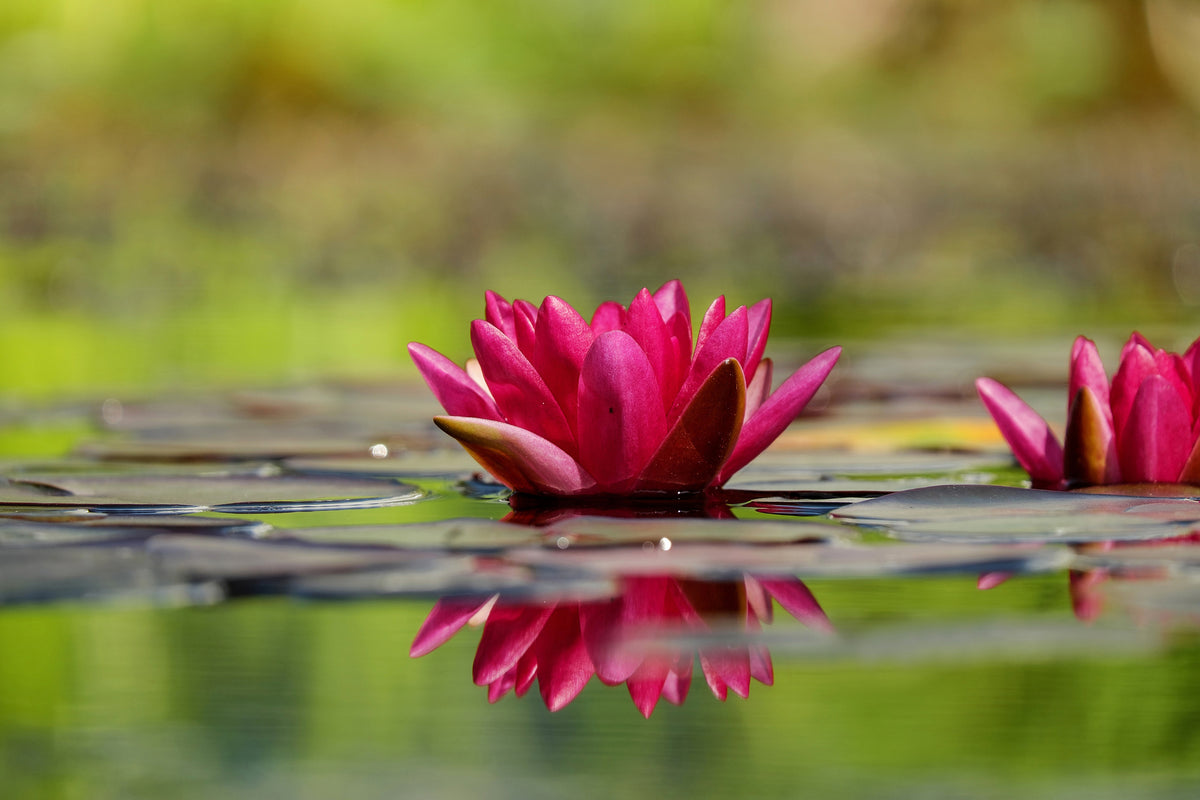 acrylic-print-red-water-lily-duo