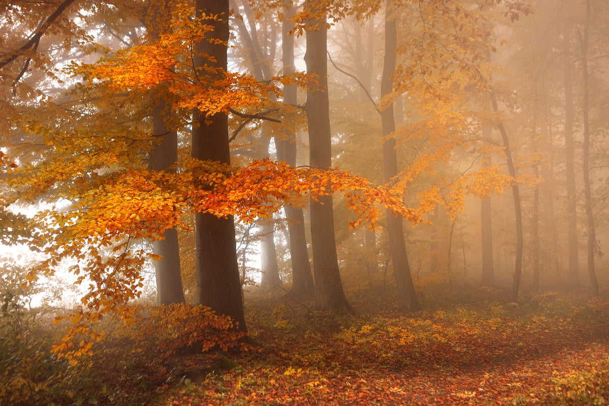 framedcanvas-print-edge-of-the-woods