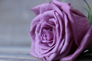 3-piece-aluminium-print-rose-in-purple-xxl