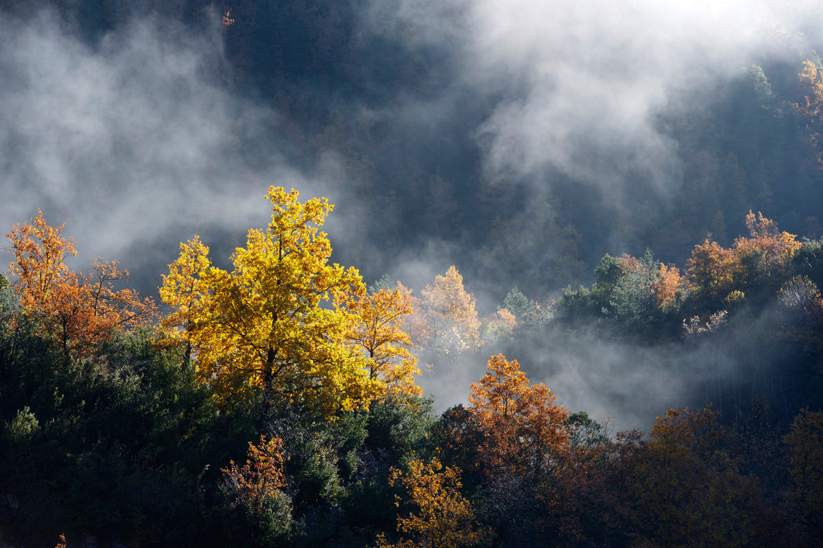 3-piece-acrylic-print-moonlight-forest