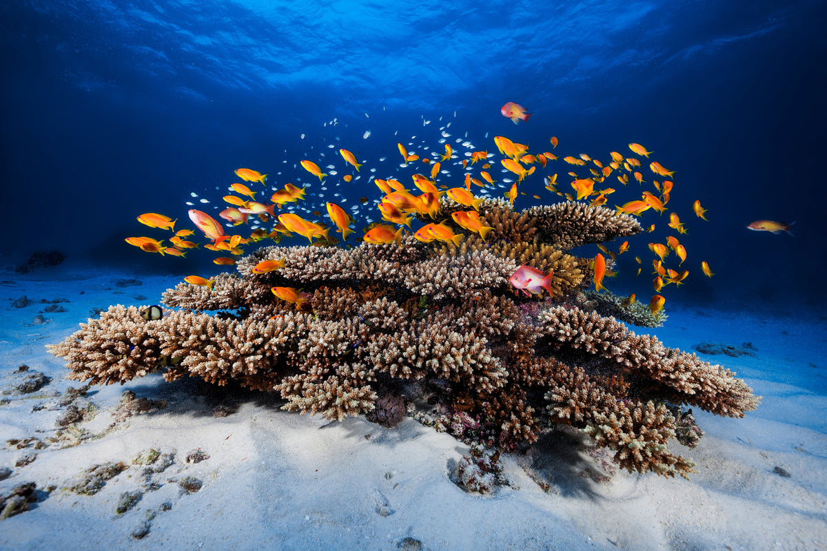 modern-3-piece-aluminium-print-marine-life