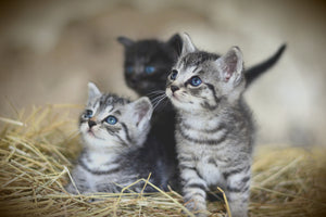 3-piece-canvas-print-kitten-trio