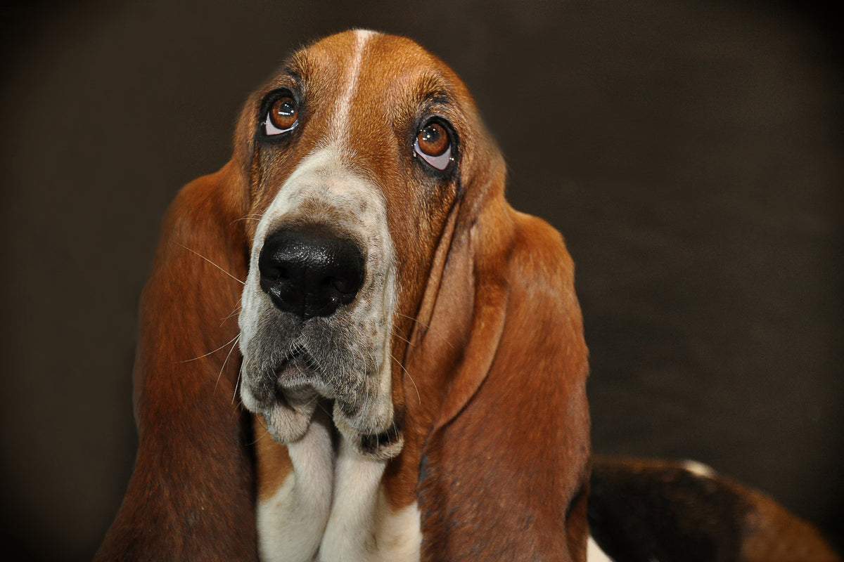 aluminium-print-typical-basset