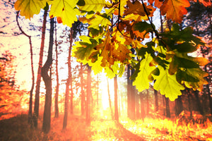 aluminium-print-autumn