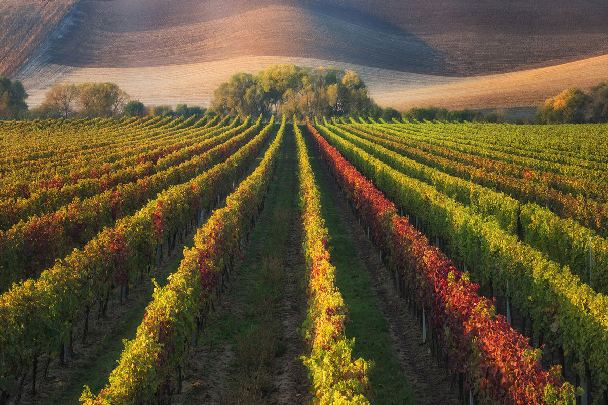 framedcanvas-print-vineyard-in-autumn-x