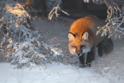 poster-print-red-fox-xxr