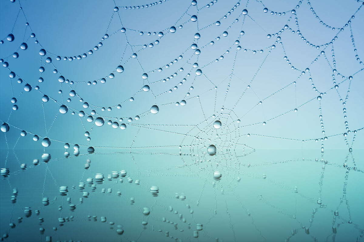 framedposter-print-cobweb-in-morning-dew