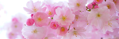 panoramic-poster-print-japanese-cherry-blossom-xl-panorama