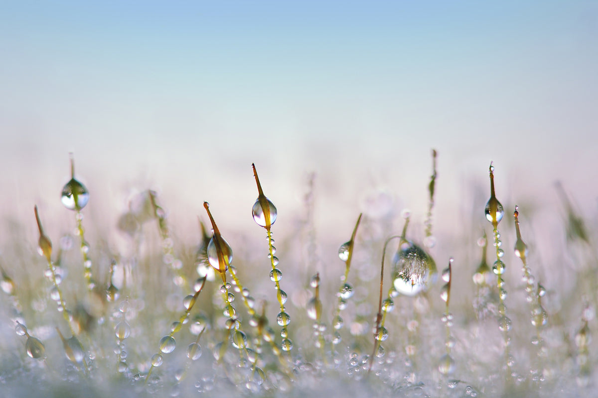 modern-3-piece-acrylic-print-the-dew-drops