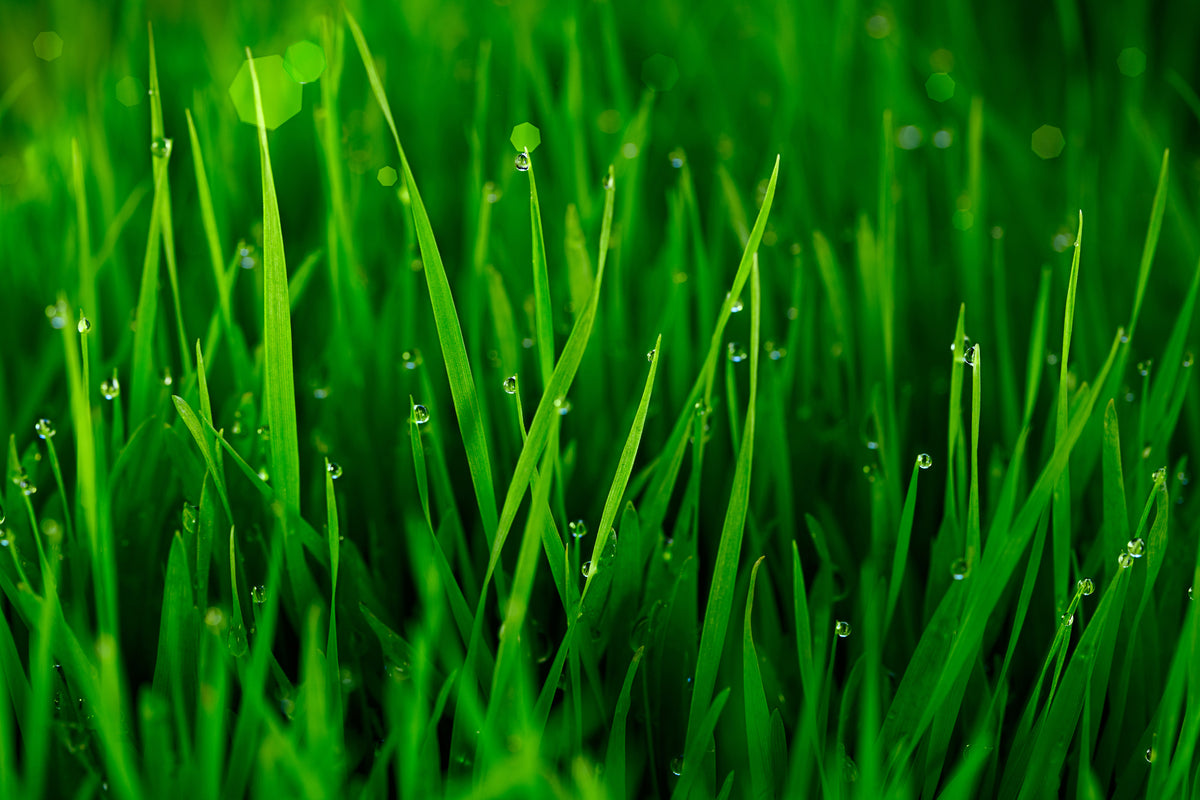 modern-3-piece-aluminium-print-grass-with-morning-dew