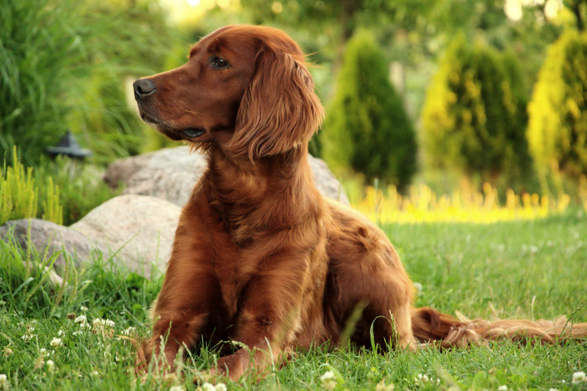 3-piece-aluminium-print-attentive-irish-setter