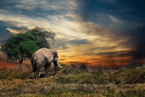 framedposter-print-the-elephant-in-the-sunset