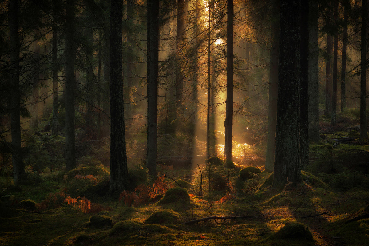 acrylic-print-the-light-in-the-forest-x