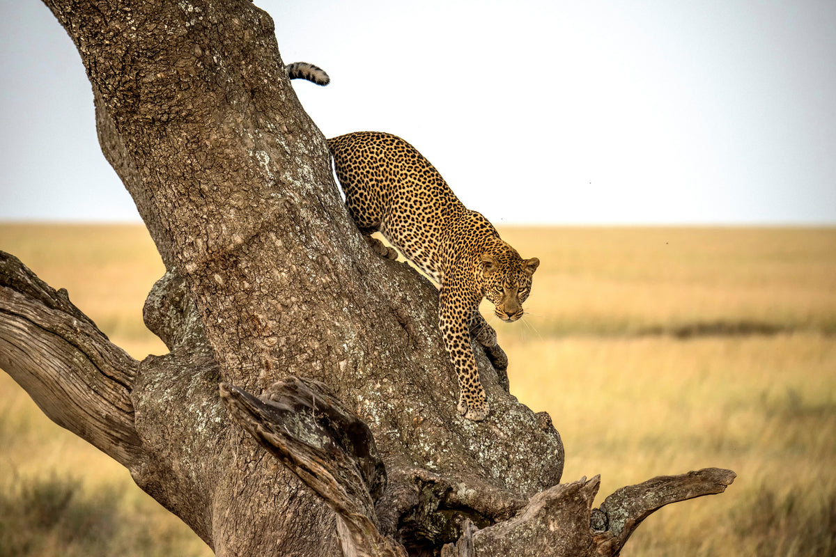aluminium-print-leopard-serengheti-tanzania