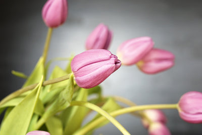 poster-print-the-tulip-bouquet-in-pink