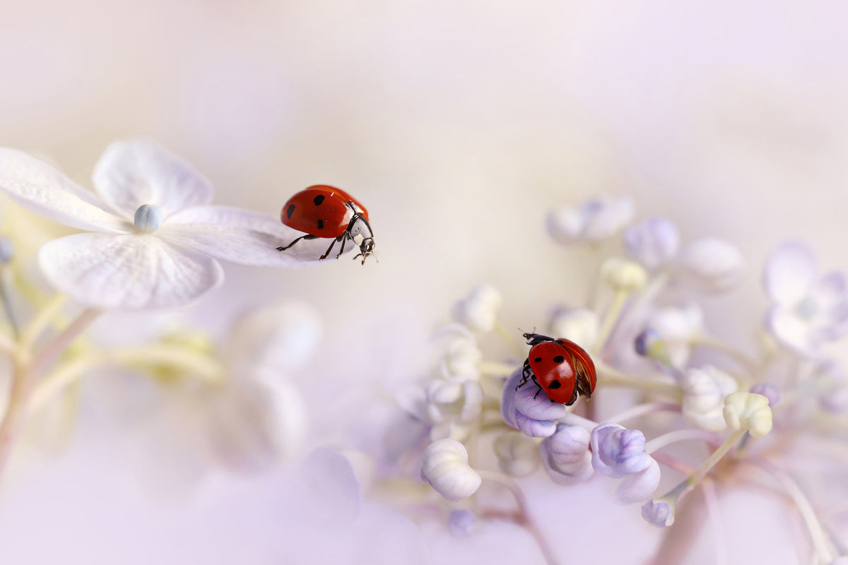 poster-print-small-friends-x