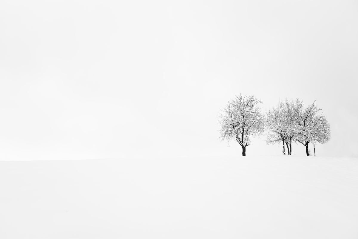 aluminium-print-tree-and-silence-x